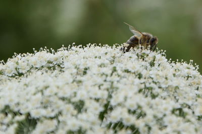 Close-up of honey bee pollinating on white flowers