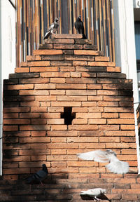 Pigeons perching on a building