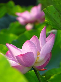 Close-up of pink water lily