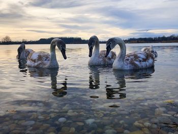 Swans swimming in lake