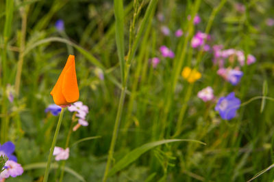 Close-up of purple crocus blooming on field