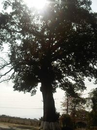 Trees against sky