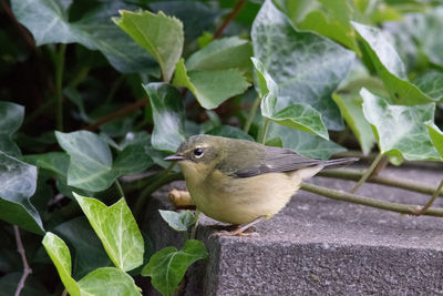 Close-up of bird perching on gravestone