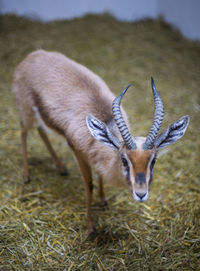 Portrait of deer on field