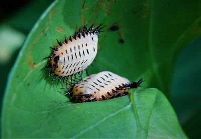 Close-up of larva of ladybug on leaf