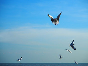 Low angle view of seagulls flying over sea