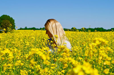 Sunflower field against clear sky