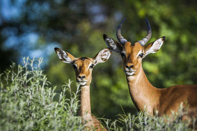 Portrait of deer on field