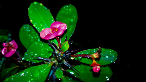 Close-up of water drops on pink flowers