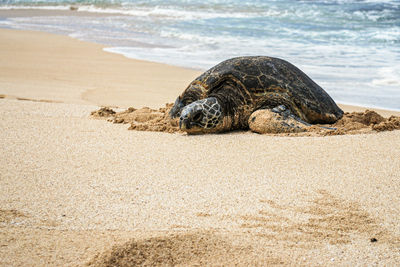 High angle view of turtle on sand at beach