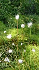 Dandelion growing in field