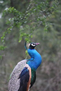 Indian male peacock