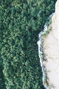 High angle view of trees growing on land