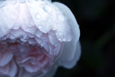 Close-up of water drops on flower