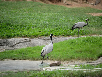 View of birds on field