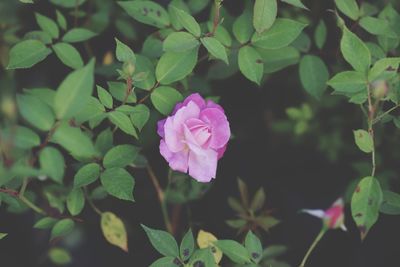 Close-up of pink flowering plant