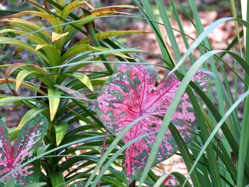 Close-up of flowers blooming outdoors