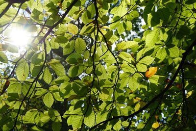 Low angle view of tree in forest