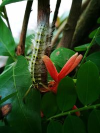 Close-up of insect on plant