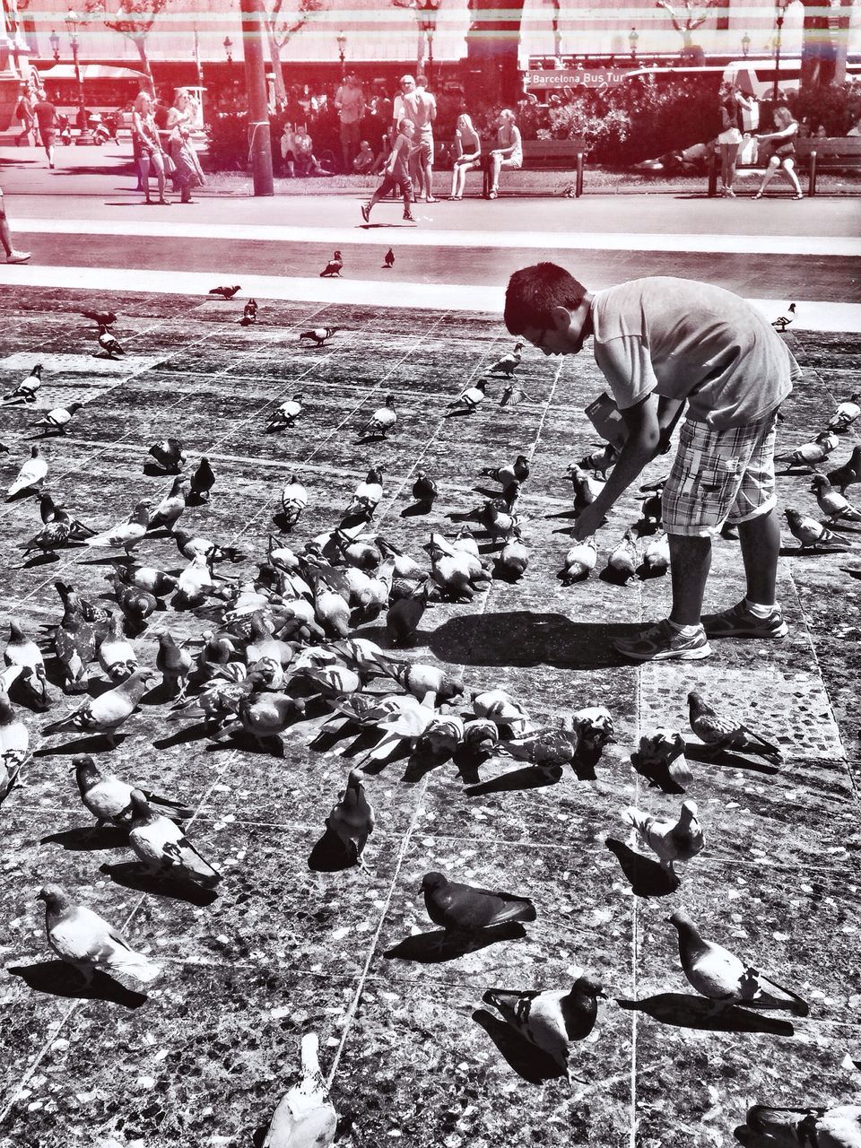 bird, day, street, outdoors, park - man made space, incidental people, full length, sunlight, pigeon, leaf, built structure, nature, cobblestone, stone - object, building exterior, lifestyles, leisure activity, childhood