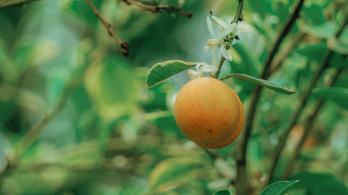 Close-up of fruits on tree