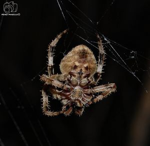 spider