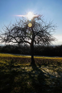 Close-up of tree against sky during sunset