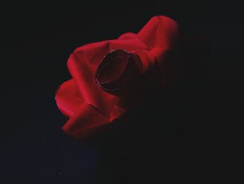 Close-up of red rose against black background