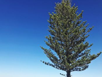 Low angle view of tree against clear blue sky