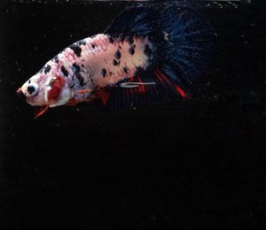 Fish swimming in sea