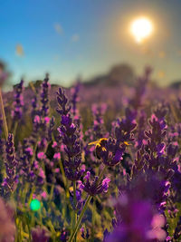 Close-up of purple flowering plants on field