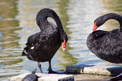 Close-up of black swan swimming in lake