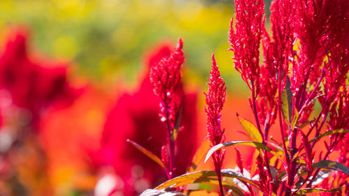 Close-up of red flowering plant in park