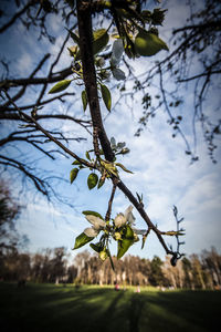 Bare trees against sky