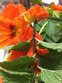 Close-up of orange day lily blooming outdoors