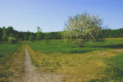 Scenic view of grassy field against blue sky