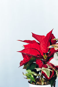 Close-up of red rose over white background