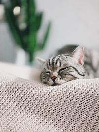 Cat sleeping on carpet