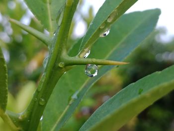 Close-up of raindrops on leaf