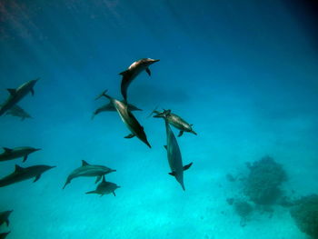 Dolphins. spinner dolphin. stenella longirostris is a small dolphin .