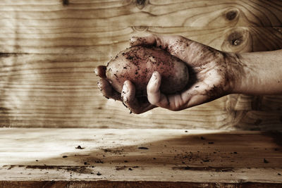 Harvested potato with soil on dirty hand , agricultural occupation