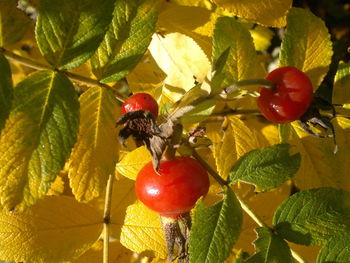 Close-up of cherries on tree