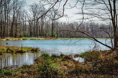 Scenic view of lake in forest