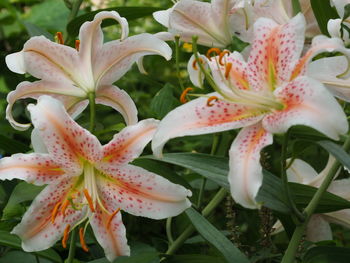 Close-up of white lily flowers