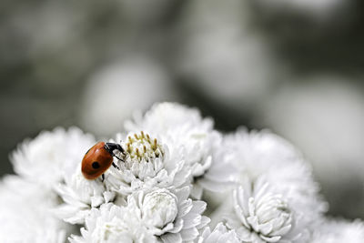 Close-up of ladybug pollinating on white flower