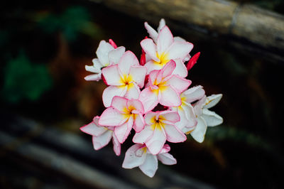 Close-up of frangipanis blooming outdoors