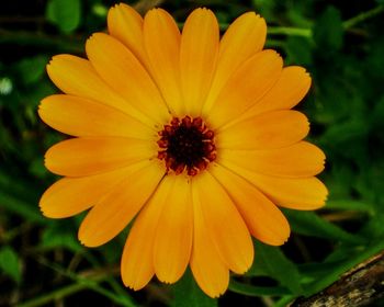 Close-up of yellow flower blooming outdoors