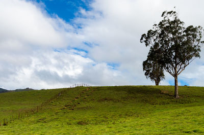 Tree on field against sky