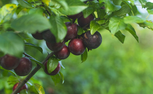 Close-up of cherries growing on tree