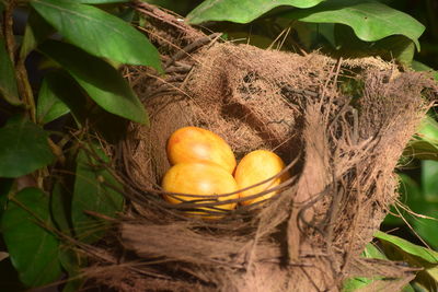 Close-up of fruits in nest